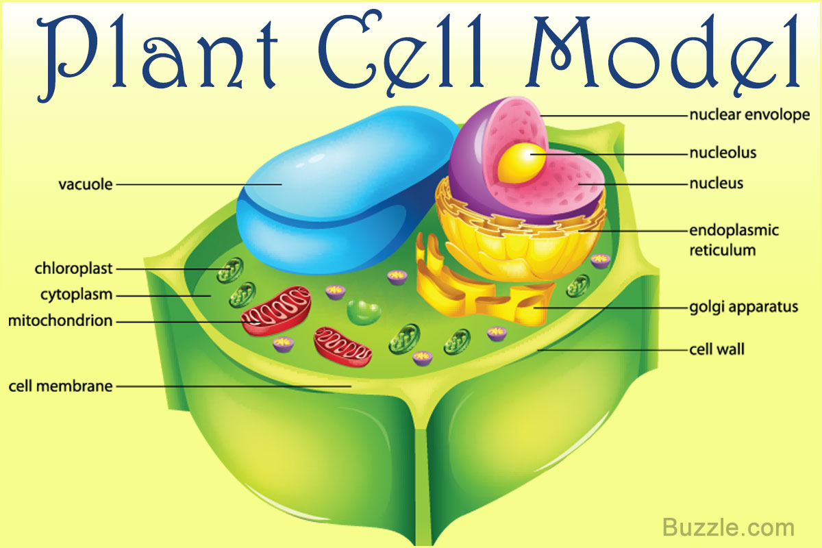 home-school-lessons-cell-models-city-of-alexandria-la